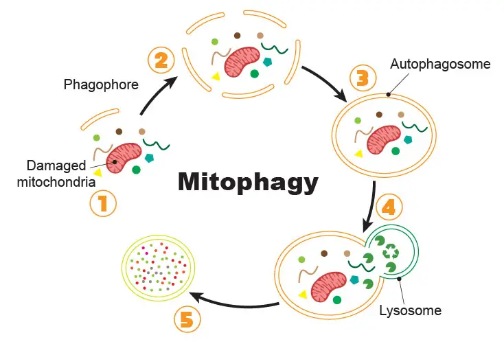 mitophagy-disgram