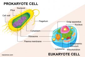 prokaryote vs eukaryote