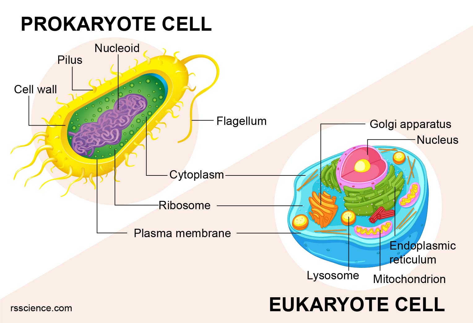 Eukaryotes and Prokaryotes - What are the Similarities, Differences, and  Examples - Rs' Science