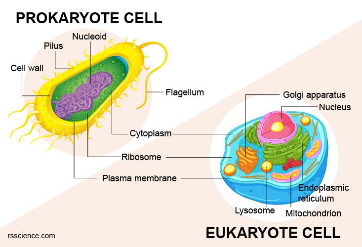 prokaryote-and-eukaryote