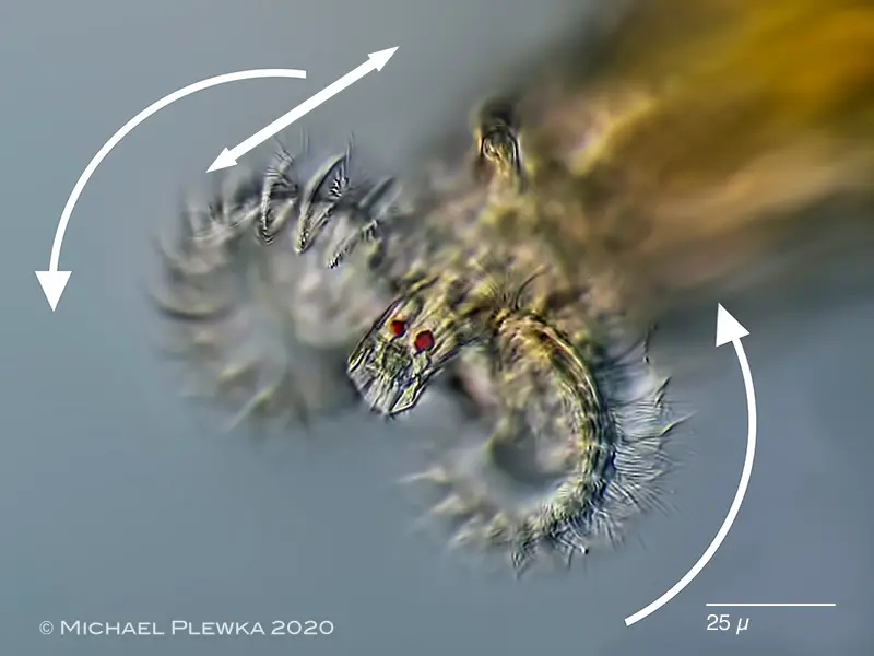 rotation-of-the-cilia-rofiter