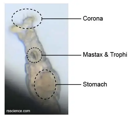 rotifer-corona-mastax-trophi-stomach
