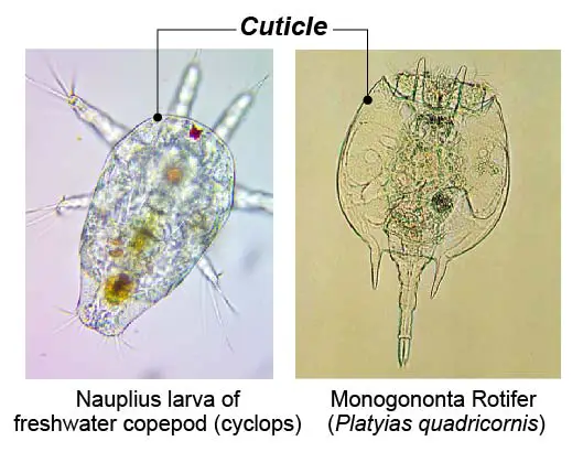 rotifer-cuticle