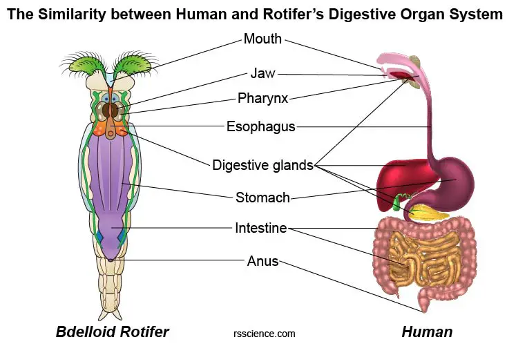 rotifer-digestive-organ-similar-human