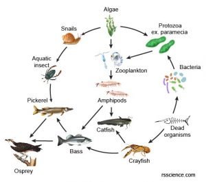 Microscopic Organisms in a Drop of Pond Water