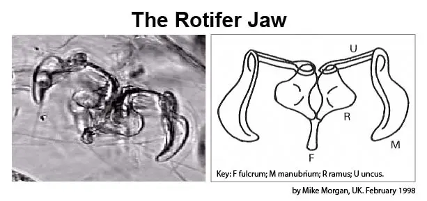 rotifer-jaw