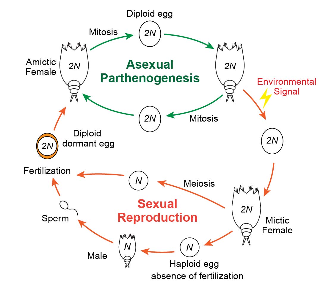 Facts about Rotifers Amazing Microscopic Animals under the Microscope