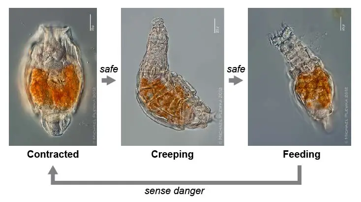 rotifers-sense-danger-contracting-creeping-feeding