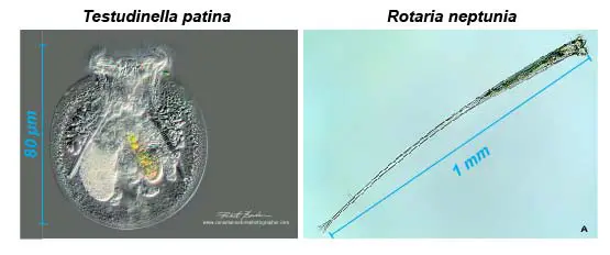 size-range-of-rotifer