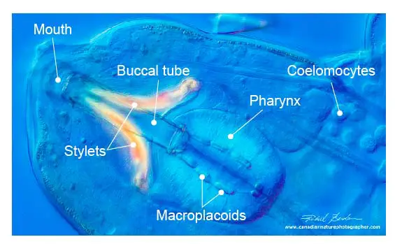 tardigrade-buccal-tube-feeding-organ