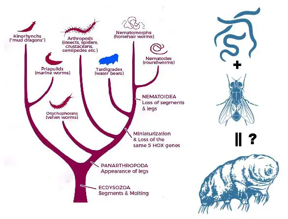 tardigrade-phylogenetic-tree-molting-animal