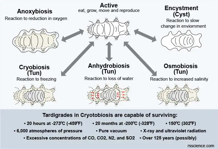 tardigrade-survival-kits-cryptobiosis