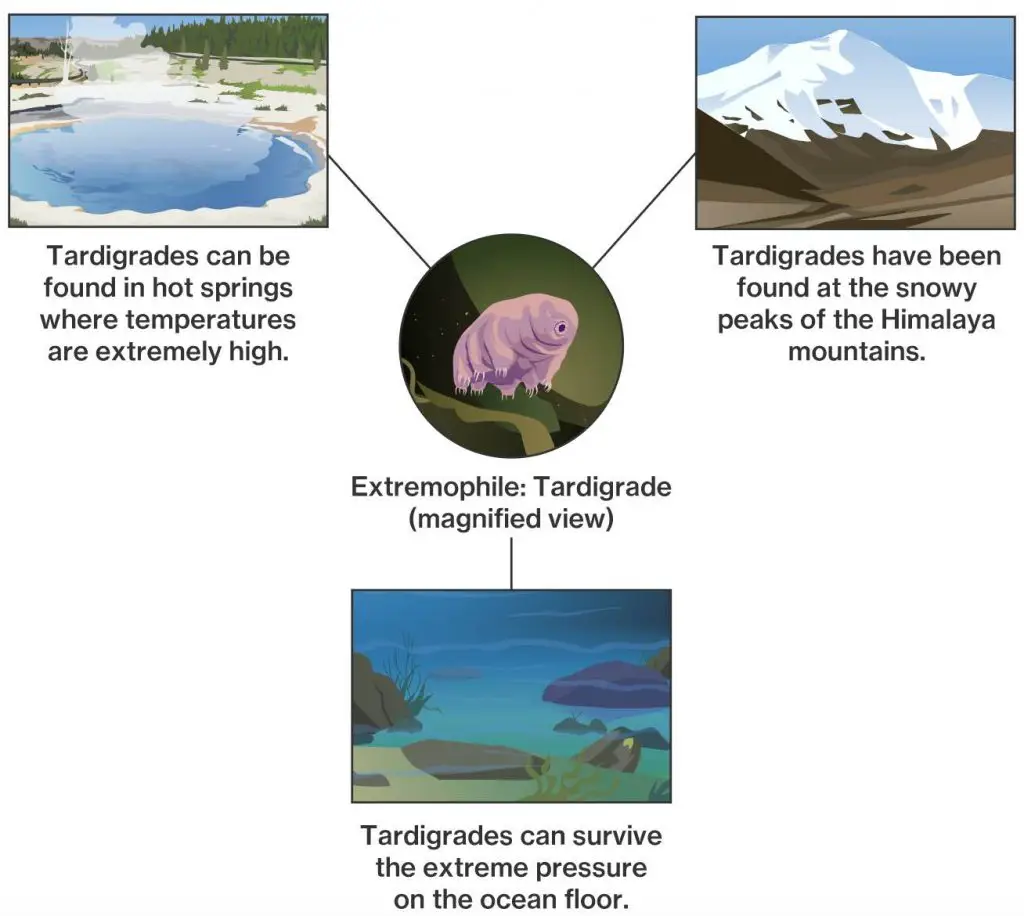 Tardigrades can exist in places where life was once thought to be impossible.