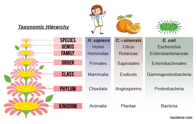 taxonomic-hierarchy-kingdom-classification-phylum-class-order-family-genus-species