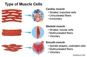 Cardiomyocytes (Cardiac Muscle Cells) - Structure, Function, Cell ...