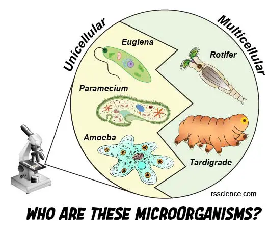 unicellular-and-multicellular-microorganisms-euglena-paramecium-amoeba-rotifer-tardigrade