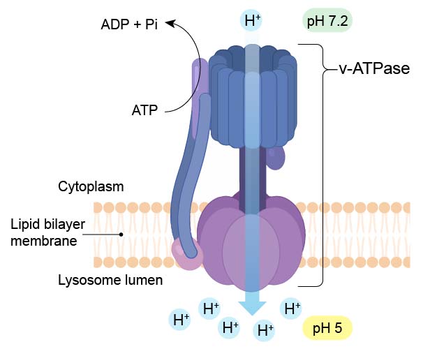 v-ATPase-in-lysosome