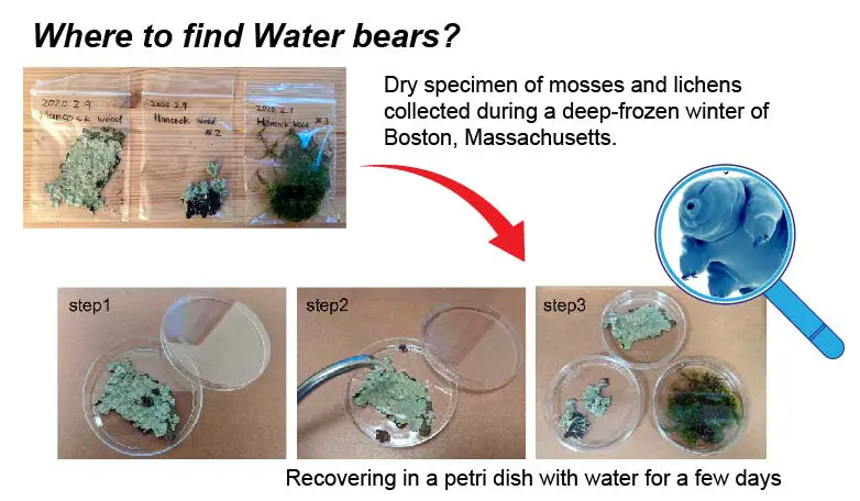 where-to-find-water-bear