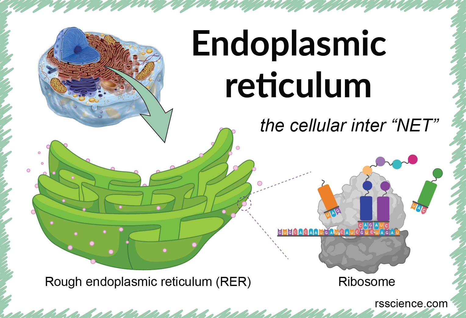 Endoplasmic reticulum - the cellular inter “NET” - definition, structure,  function, and biology