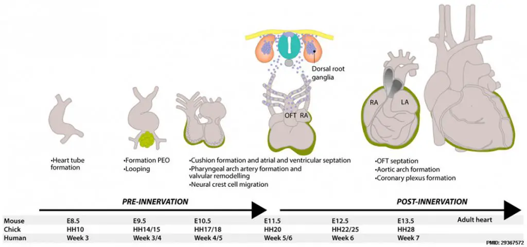 Heart_development_embryo