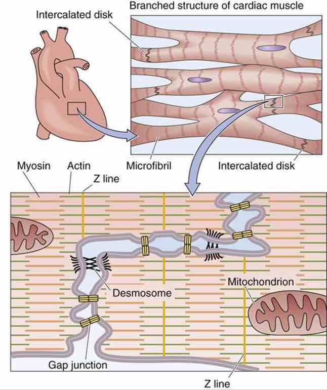 Cardiac myocytes are branched and interconnected from end to end by structures called intercalated disks