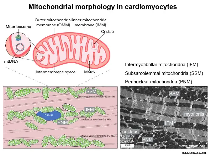Mitochondrial-morphology-cardiomyocytes