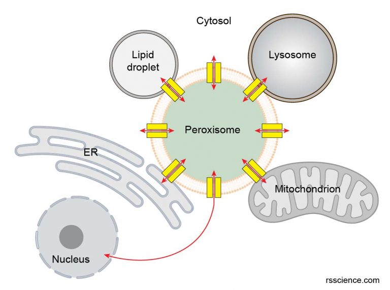 Peroxisome - Free-radical Scavengers - Definition, Structure, Function ...