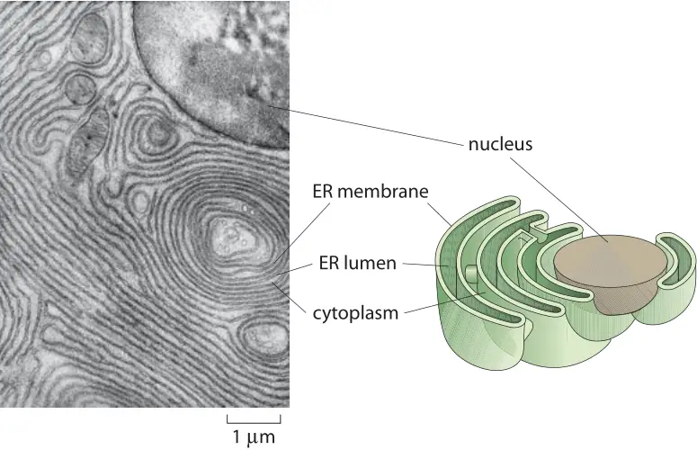 Structure-endoplasmic-reticulum-electron-microscope