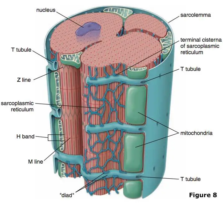 T-tubules-cardiomyocyte