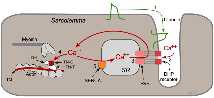 cardiac-excitation-contraction-coupling