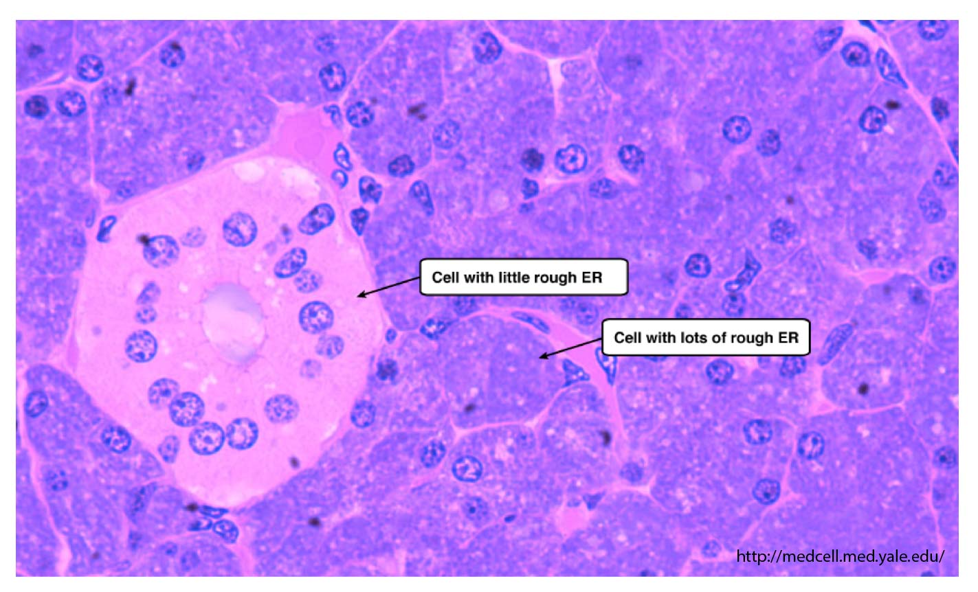 Endoplasmic reticulum - the cellular inter “NET” - definition ...