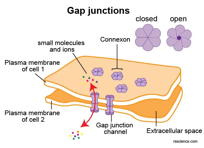 gap-junction-connexon