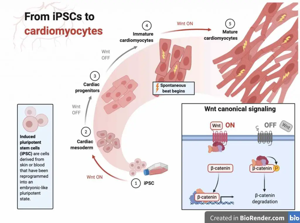 iPSC-to-cardiomyocyte