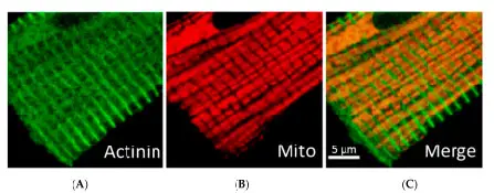 immunofluorescent-confocal-image-mitochondria-cardiomyocytes