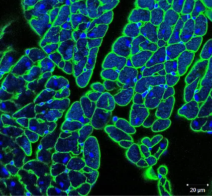 mouse-heart-basement-membrane