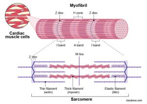 Cardiomyocytes (Cardiac Muscle Cells) - Structure, Function, Cell ...