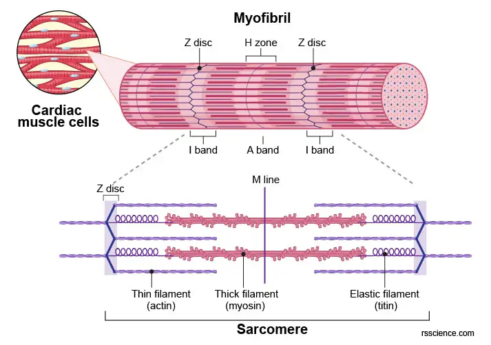 myofibril-sarcomere-cardiac-muscle-cells