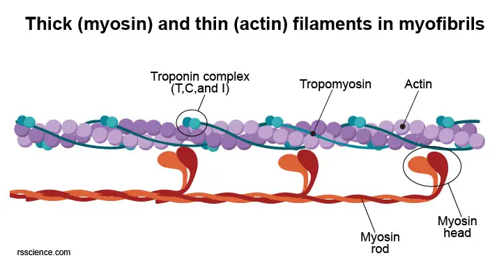 myosin-actin-myofibrils