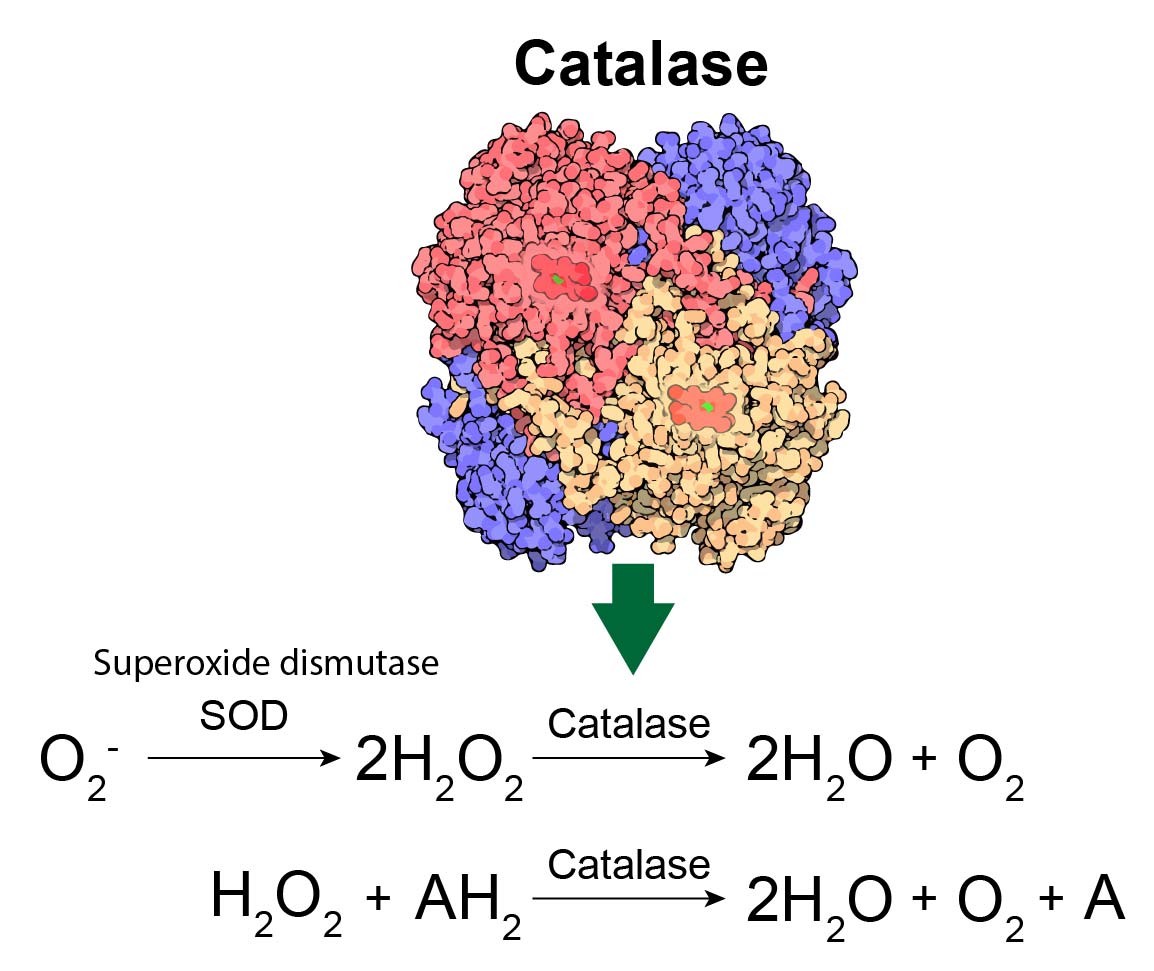 Peroxisome - free-radical scavengers - definition; structure; function