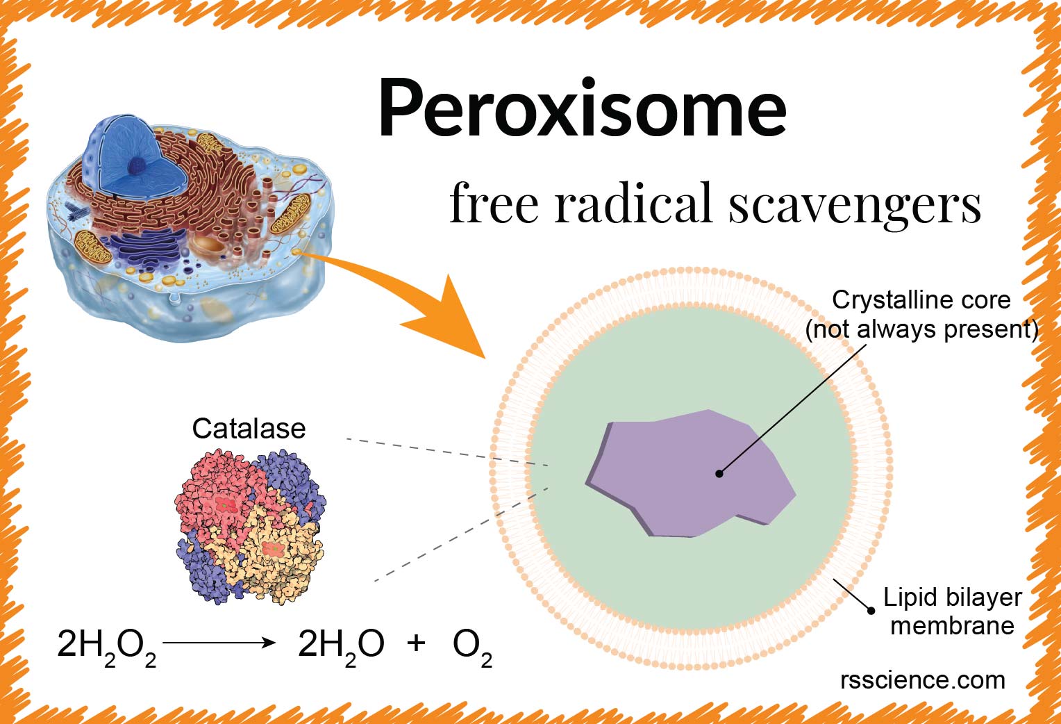peroxisomes animal cell