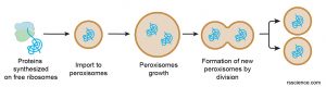 Peroxisome - free-radical scavengers - definition; structure; function