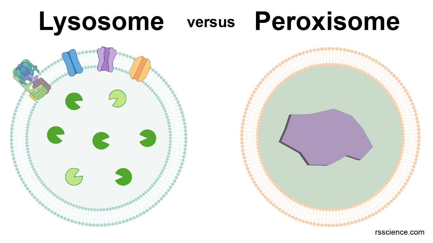 Peroxisome freeradical scavengers definition