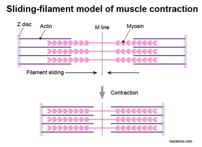 sliding-filament-model-muscle-contraction
