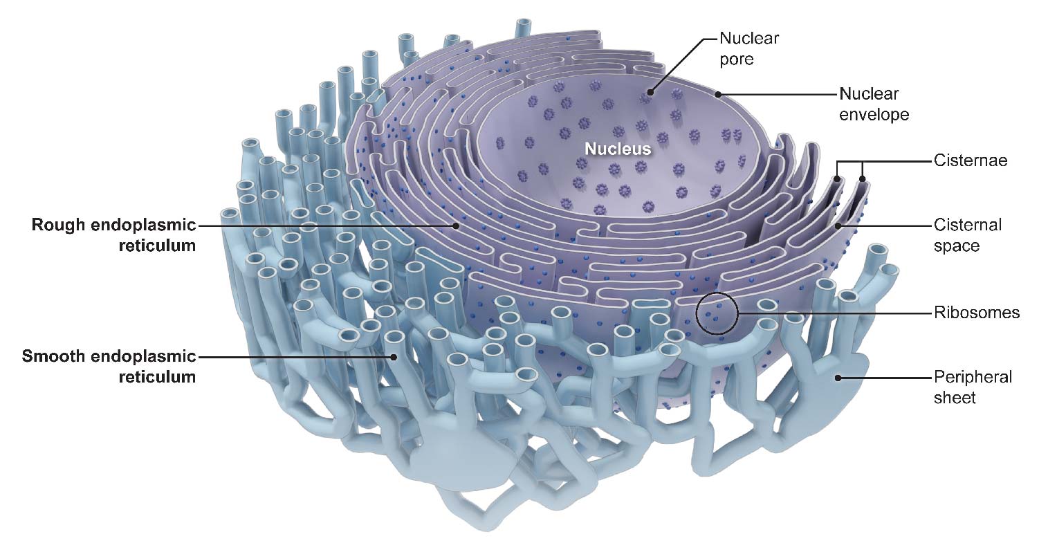 Endoplasmic Reticulum - The Cellular Inter “NET” - Definition ...