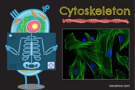 Cytoskeleton definition structure function