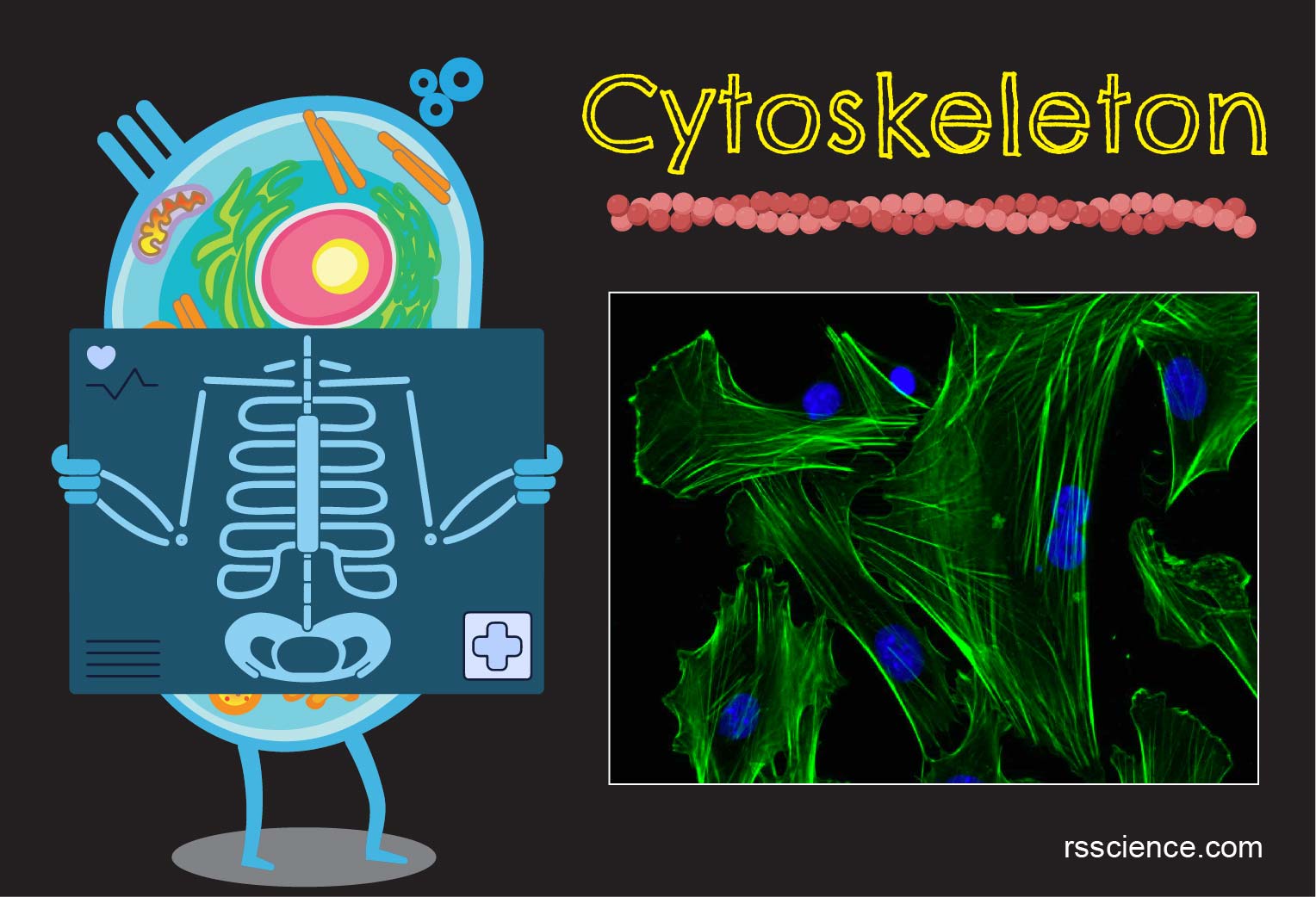 Cytoskeleton - the muscle and the bone of a cell - definition, structure,  function, and biology