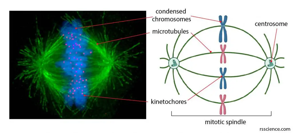 Fluorescent-micrograph-centrosomes-mitotic-spindle-microtubule-structure