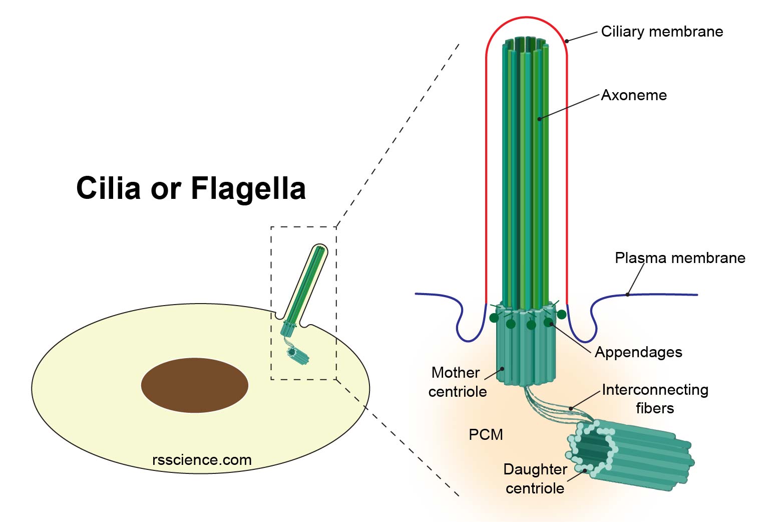 Centrosomes - The Engine Of Cell Division - Definition, Structure ...