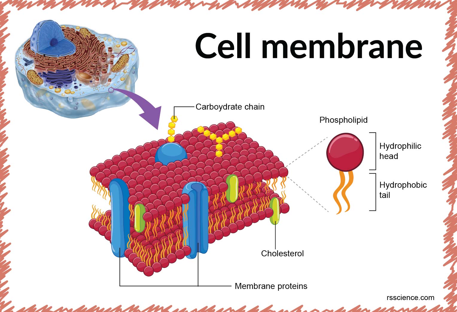 Cell membrane - definition, structure, function, and biology