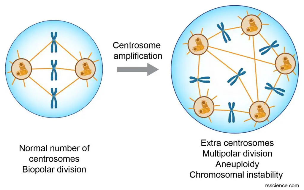 centrosome-amplification